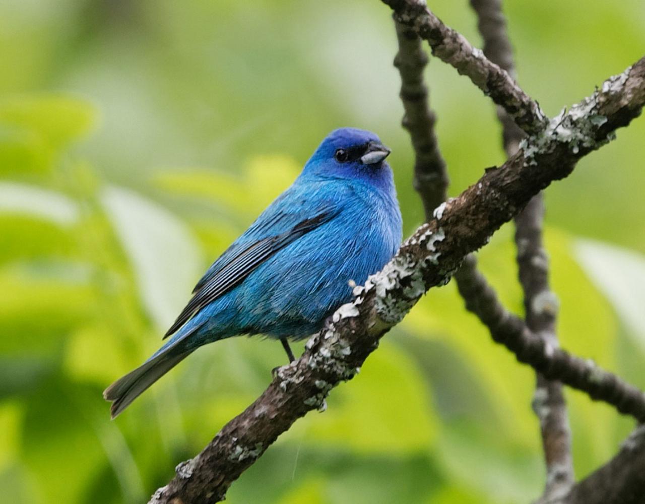 	New Hampshire, New Hampshire Nature Tour, New Hampshire Birding Tour, White Mountains, White Mountains Nature Tour, White Mountains Birding Tour, Mt. Washington, Naturalist Journeys