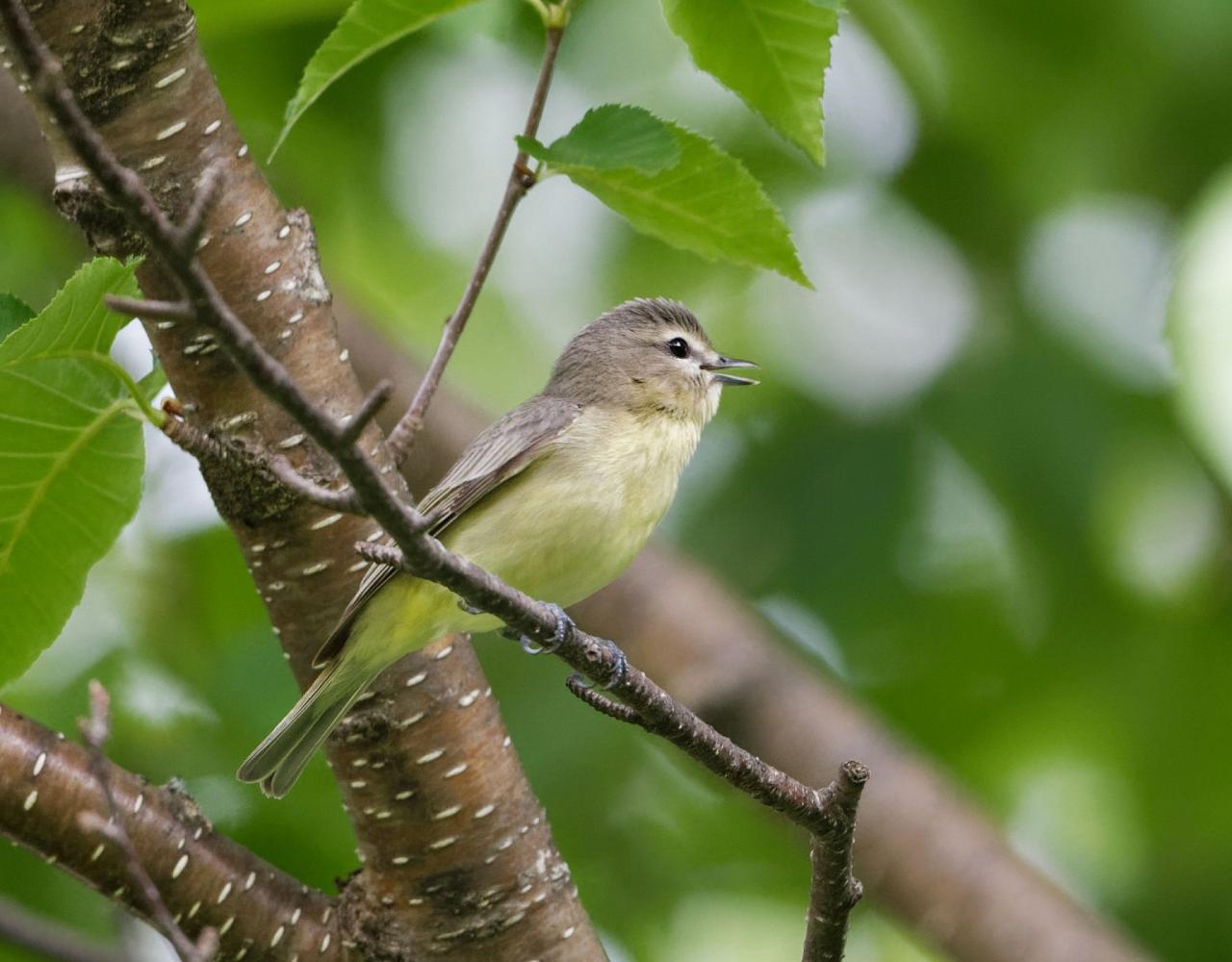 New Hampshire, New Hampshire Nature Tour, New Hampshire Birding Tour, White Mountains, White Mountains Nature Tour, White Mountains Birding Tour, Mt. Washington, Naturalist Journeys