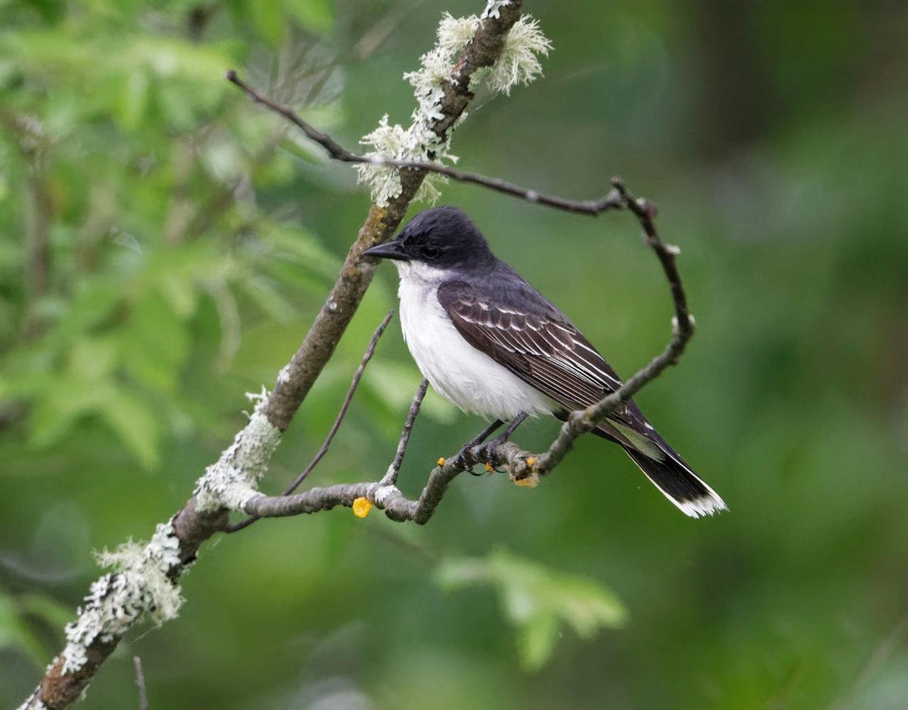 New Hampshire, New Hampshire Nature Tour, New Hampshire Birding Tour, White Mountains, White Mountains Nature Tour, White Mountains Birding Tour, Mt. Washington, Naturalist Journeys