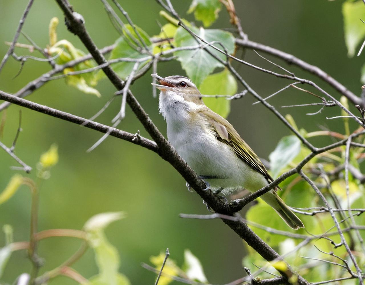 New Hampshire, New Hampshire Nature Tour, New Hampshire Birding Tour, White Mountains, White Mountains Nature Tour, White Mountains Birding Tour, Mt. Washington, Naturalist Journeys