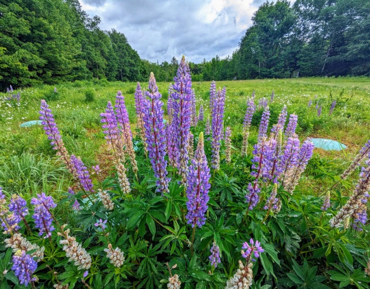 New Hampshire, New Hampshire Nature Tour, New Hampshire Birding Tour, White Mountains, White Mountains Nature Tour, White Mountains Birding Tour, Mt. Washington, Naturalist Journeys