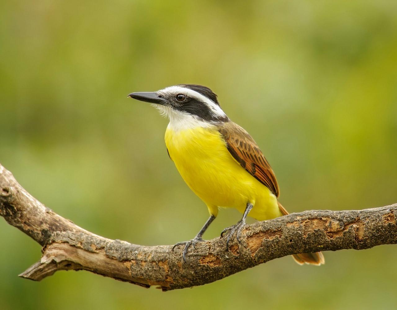 Great Kiskadee, Oaxaca, Oaxaca Birding Trip, Oaxaca Nature Trip, Mexico Birding Trip, Mexico Nature Trip, Naturalist Journeys