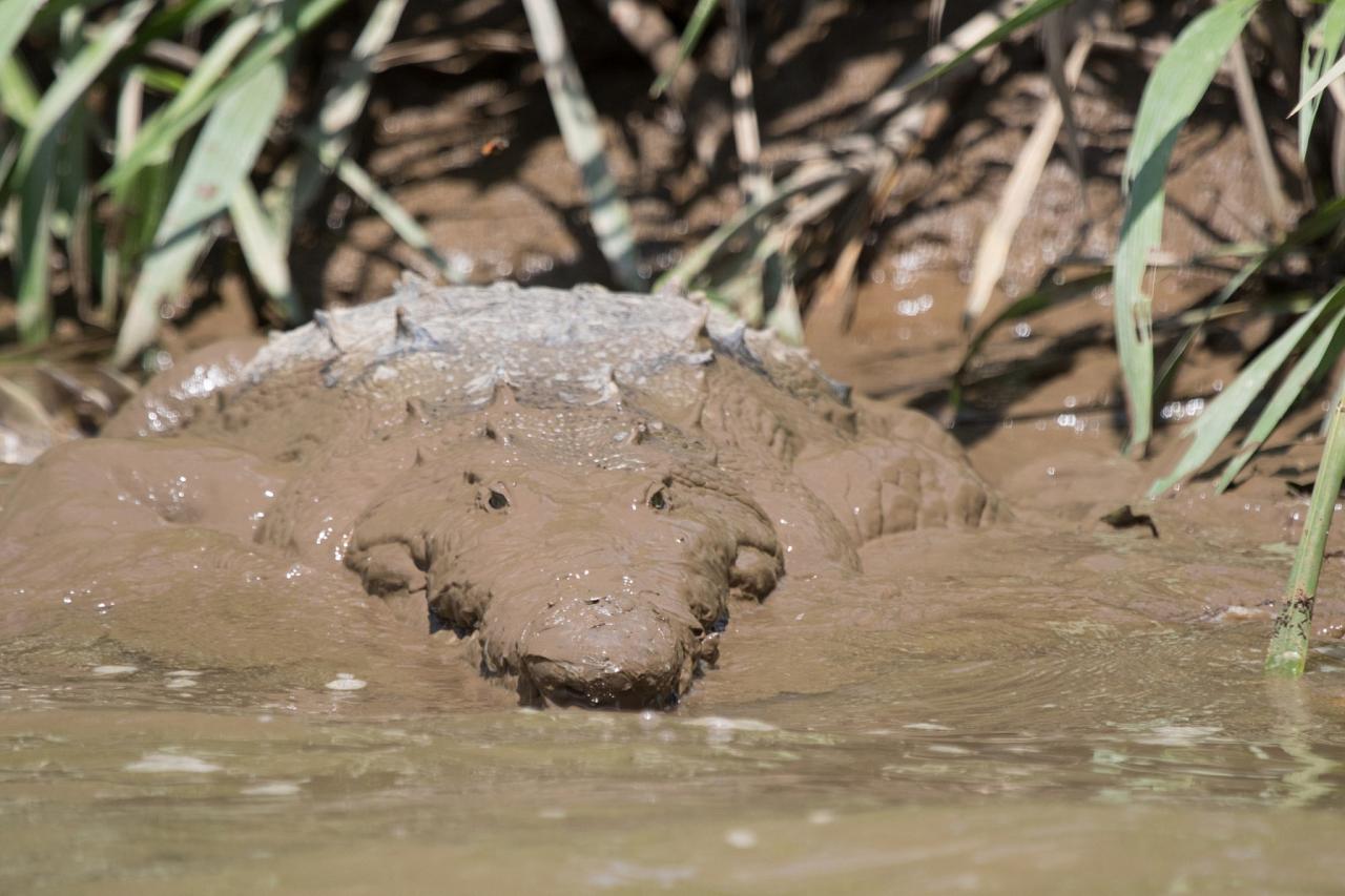 American Crocodile, Costa Rica, Costa Rica Birding Tour, Costa Rica Nature Tour, Naturalist Journeys