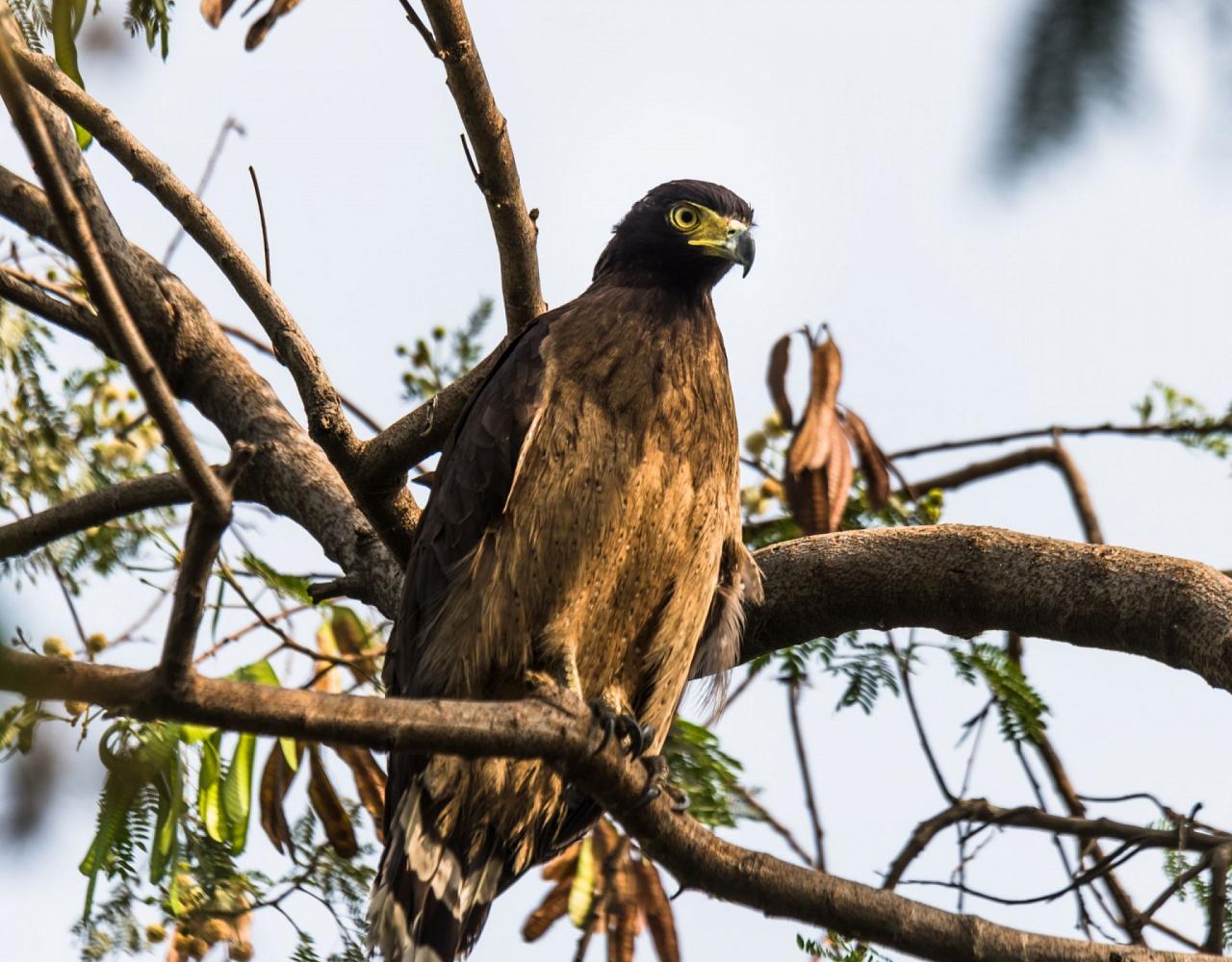 Birding Borneo, Birding Asia, Bird watching Borneo, Borneo Wildlife, Nature Tour, Naturalist Journeys, Wildlife Tour, Wildlife Photography, Ecotourism, Specialty Birds, Birding Hotspot, Endemic Birds