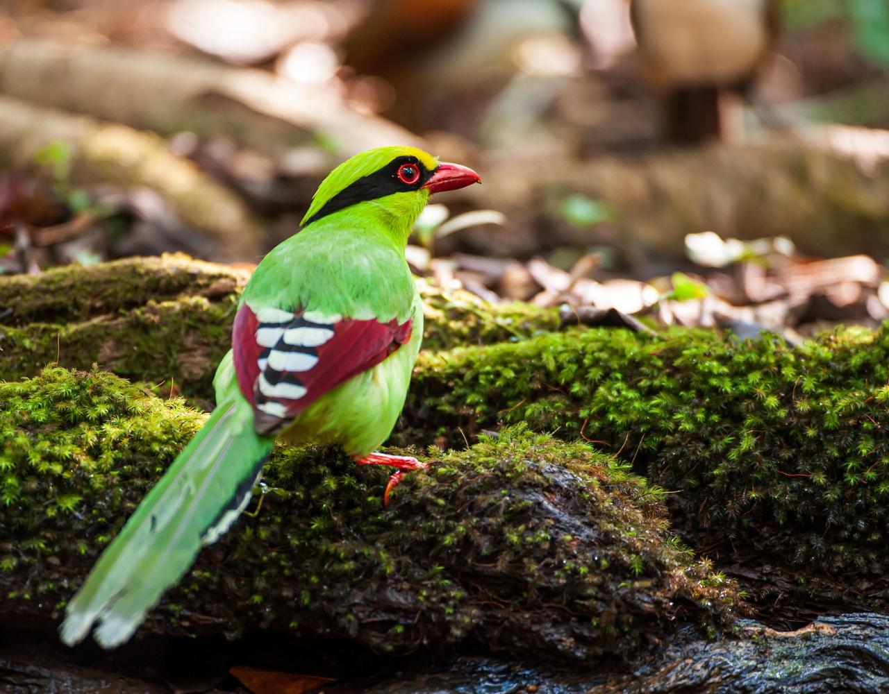 Birding Borneo, Birding Asia, Bird watching Borneo, Borneo Wildlife, Nature Tour, Naturalist Journeys, Wildlife Tour, Wildlife Photography, Ecotourism, Specialty Birds, Birding Hotspot, Endemic Birds