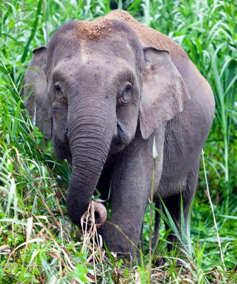 Borneo Birding, Wildlife and Nature tour with Naturalist Journeys, Southeast Asia, Birdwatching, Pygmy Elephant, Orangutan, Gliding Tree Frogs and Endemic Birds