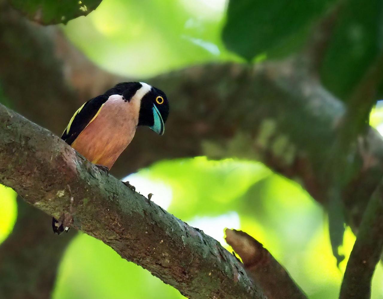 Birding Borneo, Birding Asia, Bird watching Borneo, Borneo Wildlife, Nature Tour, Naturalist Journeys, Wildlife Tour, Wildlife Photography, Ecotourism, Specialty Birds, Birding Hotspot, Endemic Birds