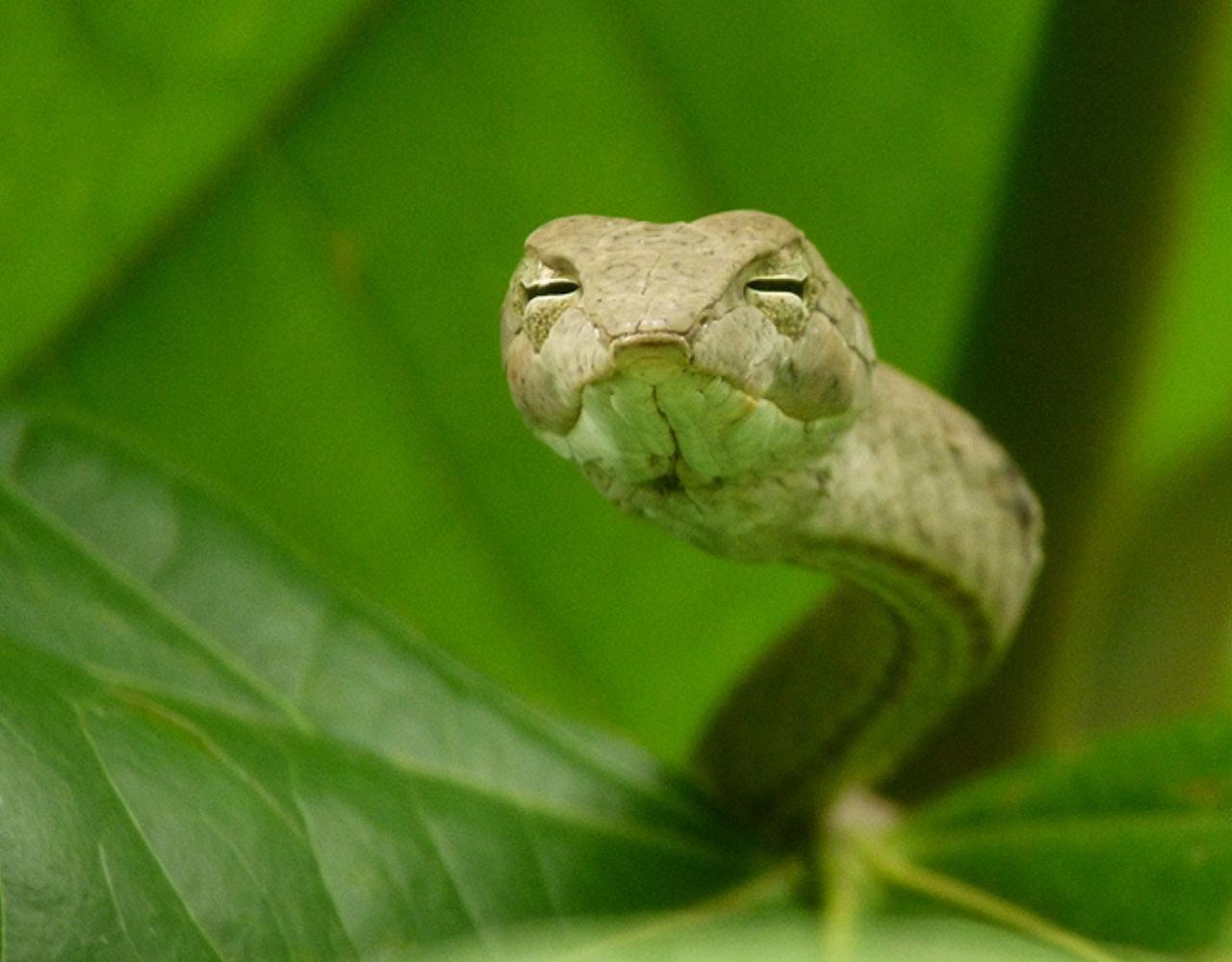 Birding Borneo, Birding Asia, Bird watching Borneo, Borneo Wildlife, Nature Tour, Naturalist Journeys, Wildlife Tour, Wildlife Photography, Ecotourism, Specialty Birds, Birding Hotspot, Endemic Birds