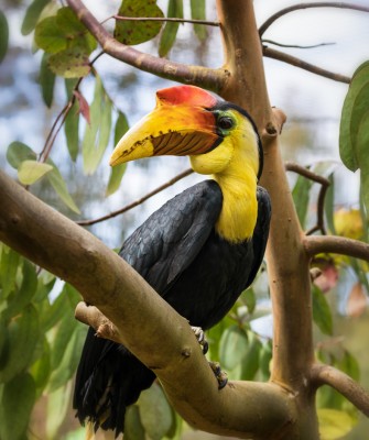 Birding Borneo, Birding Asia, Bird watching Borneo, Borneo Wildlife, Nature Tour, Naturalist Journeys, Wildlife Tour, Wildlife Photography, Ecotourism, Specialty Birds, Birding Hotspot, Endemic Birds