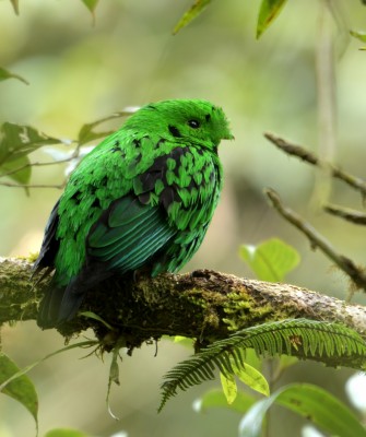 Birding Borneo, Birding Asia, Bird watching Borneo, Borneo Wildlife, Nature Tour, Naturalist Journeys, Wildlife Tour, Wildlife Photography, Ecotourism, Specialty Birds, Birding Hotspot, Endemic Birds