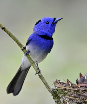 Birding Borneo, Birding Asia, Bird watching Borneo, Borneo Wildlife, Nature Tour, Naturalist Journeys, Wildlife Tour, Wildlife Photography, Ecotourism, Specialty Birds, Birding Hotspot, Endemic Birds