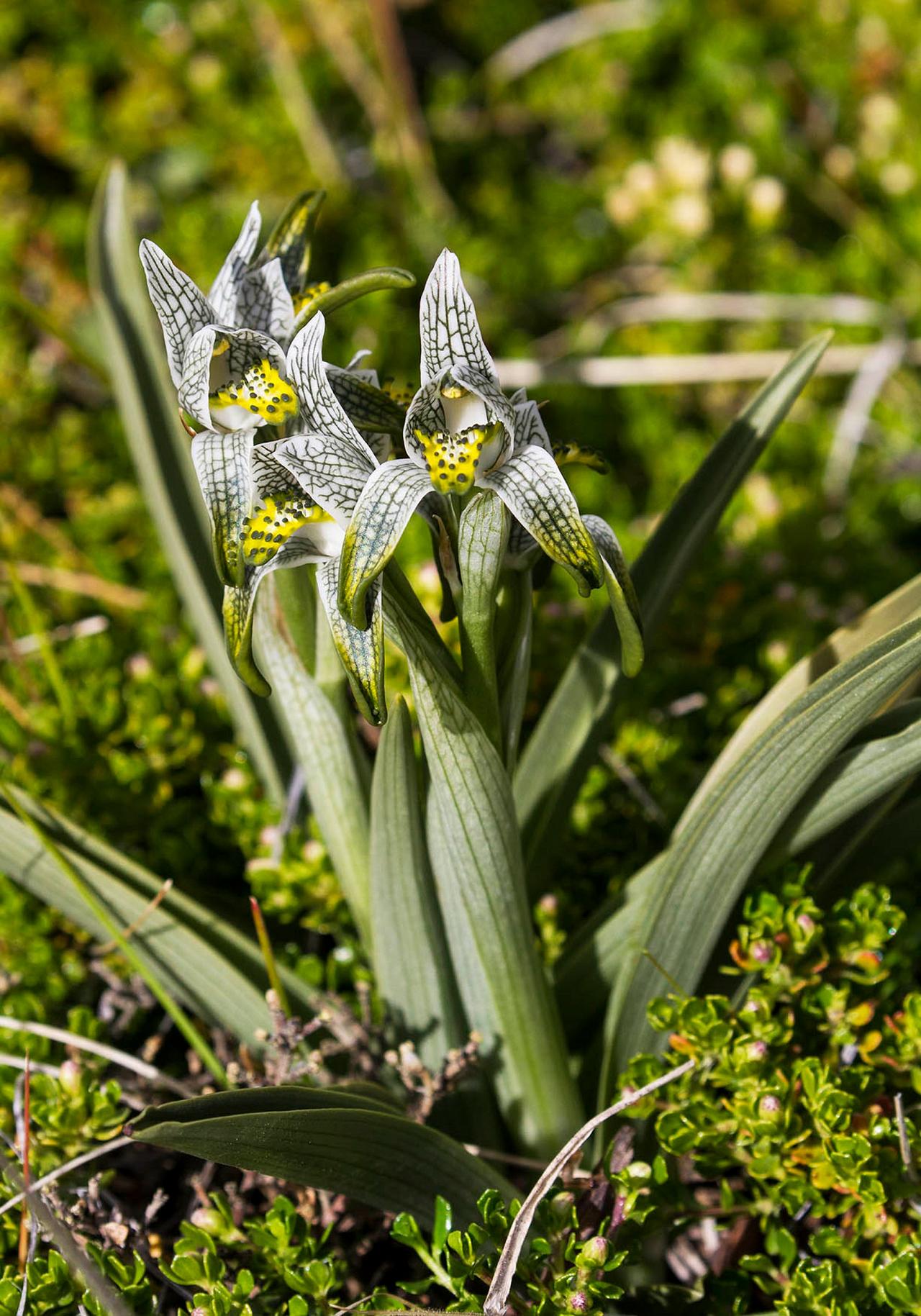 Porcelain Orchid by Carol Knabe, Patagonia, Patagonia Nature Tour, Naturalist Journeys, Argentina, Chile