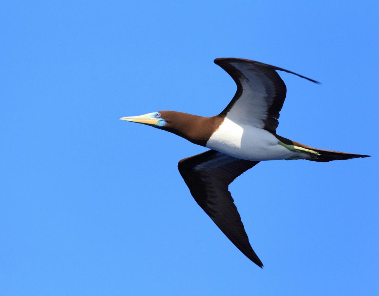 Birding Mexico, Birding North America, Bird watching Mexico, Alamos, Nature Tour, Naturalist Journeys, Wildlife Tour, Wildlife Photography, Ecotourism, Specialty Birds, Birding Hotspot, Sea of Cortez