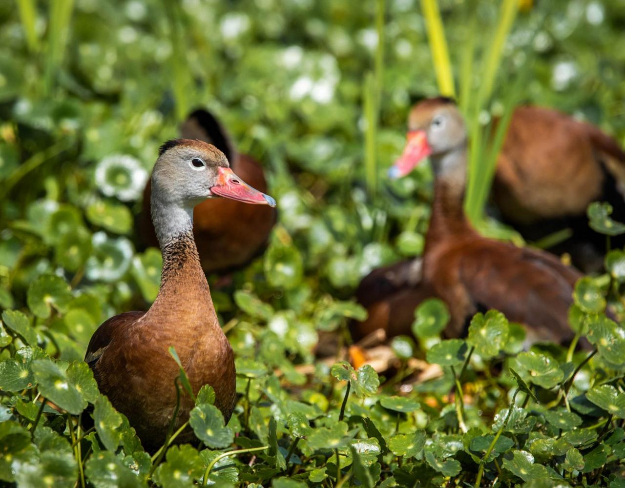 Birding Mexico, Birding North America, Bird watching Mexico, Alamos, Nature Tour, Naturalist Journeys, Wildlife Tour, Wildlife Photography, Ecotourism, Specialty Birds, Birding Hotspot, Sea of Cortez