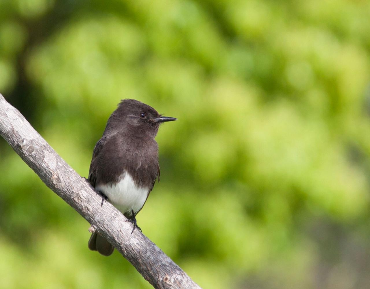 Birding Mexico, Birding North America, Bird watching Mexico, Alamos, Nature Tour, Naturalist Journeys, Wildlife Tour, Wildlife Photography, Ecotourism, Specialty Birds, Birding Hotspot, Sea of Cortez