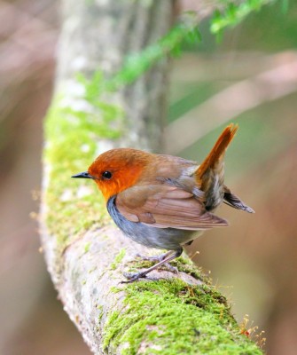 Birding Japan, Bird watching Japan, Hokkaido, Asian Birds, Naturalist Journeys, Wildlife Tour, Wildlife Photography, Ecotourism, Specialty Birds, Endemic Birds, Birding Hotspot