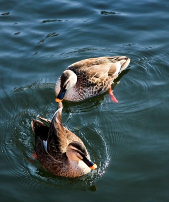 Birding Japan, Bird watching Japan, Hokkaido, Asian Birds, Naturalist Journeys, Wildlife Tour, Wildlife Photography, Ecotourism, Specialty Birds, Endemic Birds, Birding Hotspot