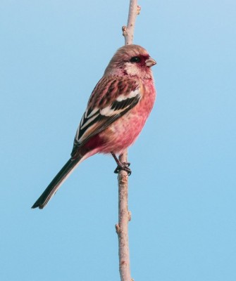 Birding Japan, Bird watching Japan, Hokkaido, Asian Birds, Naturalist Journeys, Wildlife Tour, Wildlife Photography, Ecotourism, Specialty Birds, Endemic Birds, Birding Hotspot