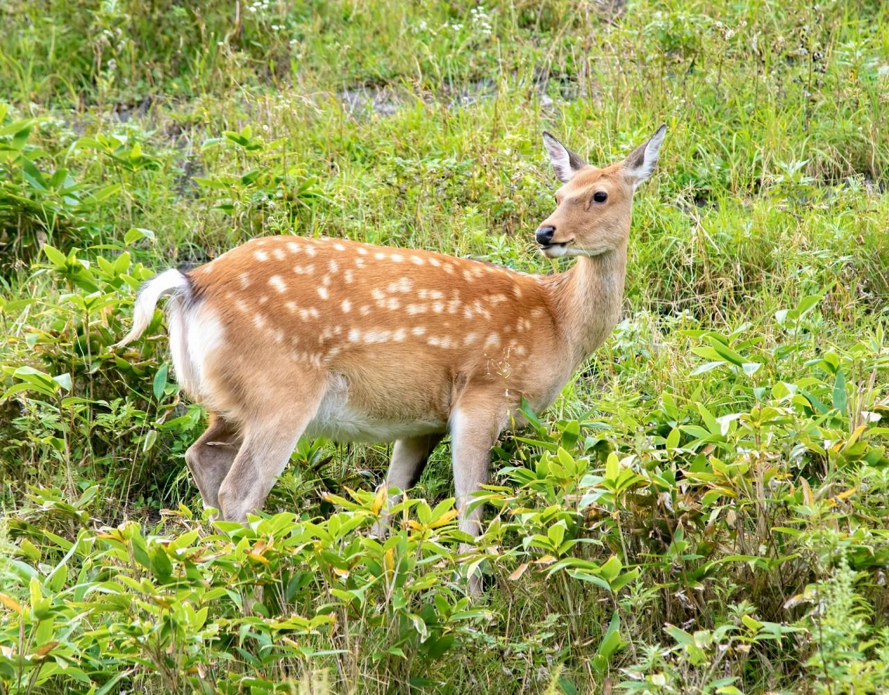 Birding Japan, Bird watching Japan, Hokkaido, Asian Birds, Naturalist Journeys, Wildlife Tour, Wildlife Photography, Ecotourism, Specialty Birds, Endemic Birds, Birding Hotspot