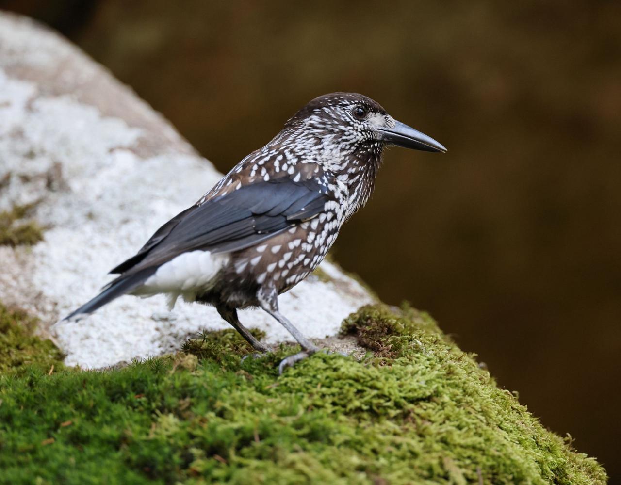 Birding Japan, Bird watching Japan, Hokkaido, Asian Birds, Naturalist Journeys, Wildlife Tour, Wildlife Photography, Ecotourism, Specialty Birds, Endemic Birds, Birding Hotspot