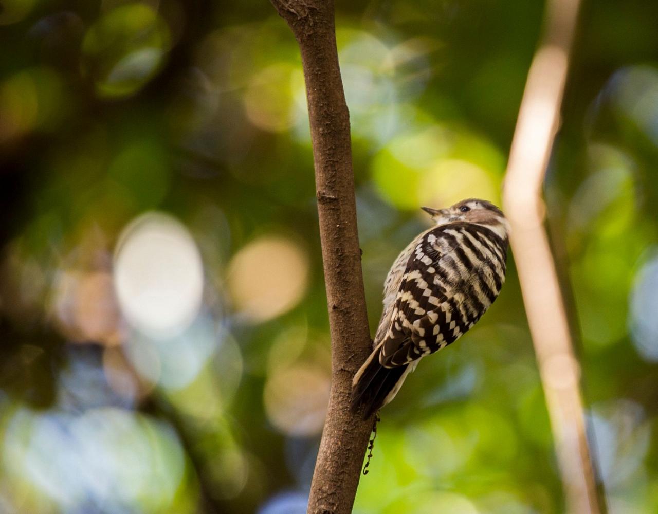 Birding Japan, Bird watching Japan, Hokkaido, Asian Birds, Naturalist Journeys, Wildlife Tour, Wildlife Photography, Ecotourism, Specialty Birds, Endemic Birds, Birding Hotspot