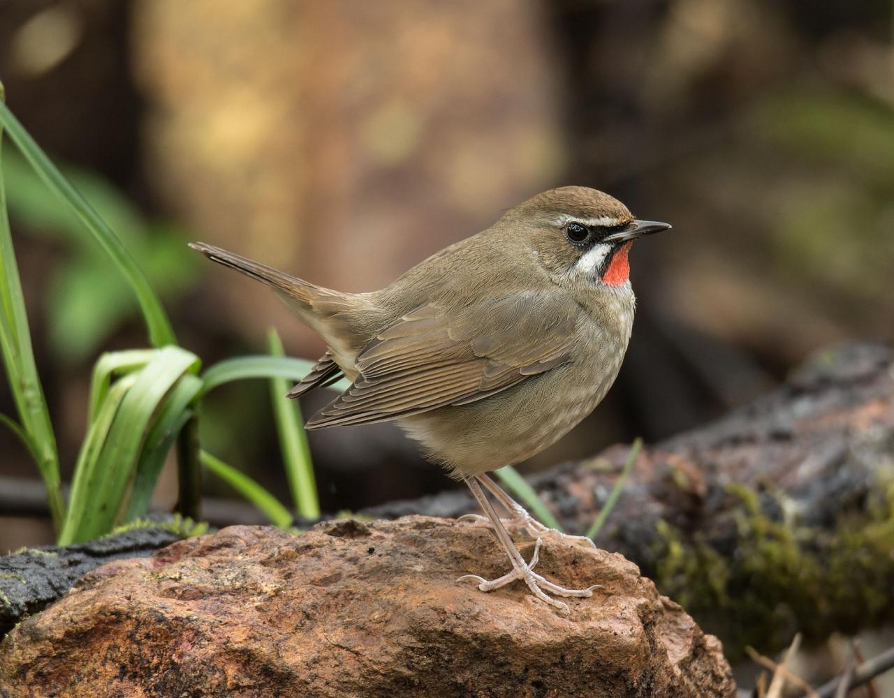 Birding Japan, Bird watching Japan, Hokkaido, Asian Birds, Naturalist Journeys, Wildlife Tour, Wildlife Photography, Ecotourism, Specialty Birds, Endemic Birds, Birding Hotspot