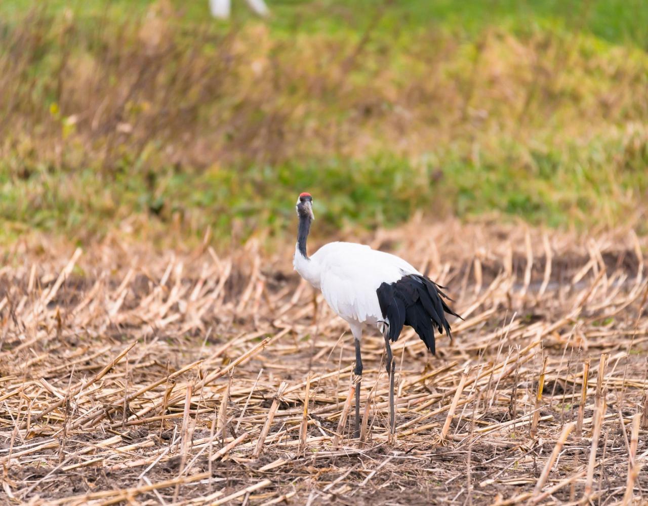 Birding Japan, Bird watching Japan, Hokkaido, Asian Birds, Naturalist Journeys, Wildlife Tour, Wildlife Photography, Ecotourism, Specialty Birds, Endemic Birds, Birding Hotspot