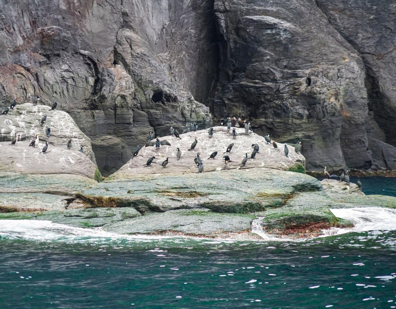 Birding Japan, Bird watching Japan, Hokkaido, Asian Birds, Naturalist Journeys, Wildlife Tour, Wildlife Photography, Ecotourism, Specialty Birds, Endemic Birds, Birding Hotspot