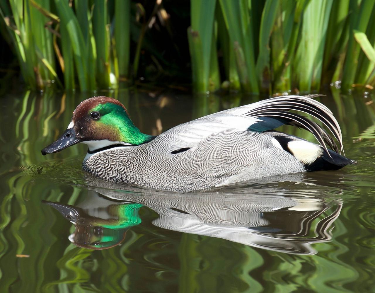 Birding Japan, Bird watching Japan, Hokkaido, Asian Birds, Naturalist Journeys, Wildlife Tour, Wildlife Photography, Ecotourism, Specialty Birds, Endemic Birds, Birding Hotspot