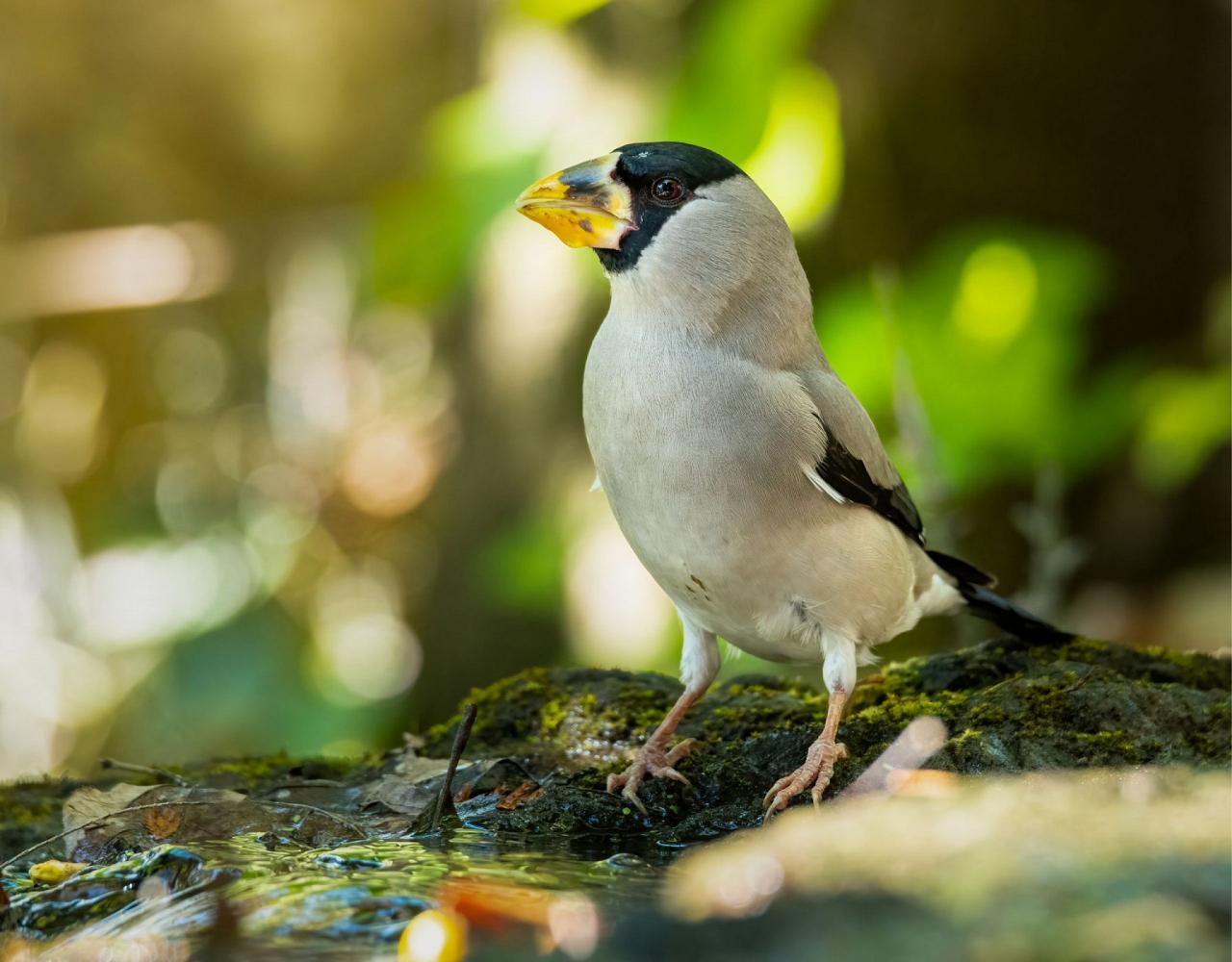 Birding Japan, Bird watching Japan, Hokkaido, Asian Birds, Naturalist Journeys, Wildlife Tour, Wildlife Photography, Ecotourism, Specialty Birds, Endemic Birds, Birding Hotspot