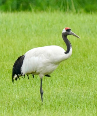 Birding Japan, Bird watching Japan, Hokkaido, Asian Birds, Naturalist Journeys, Wildlife Tour, Wildlife Photography, Ecotourism, Specialty Birds, Endemic Birds, Birding Hotspot