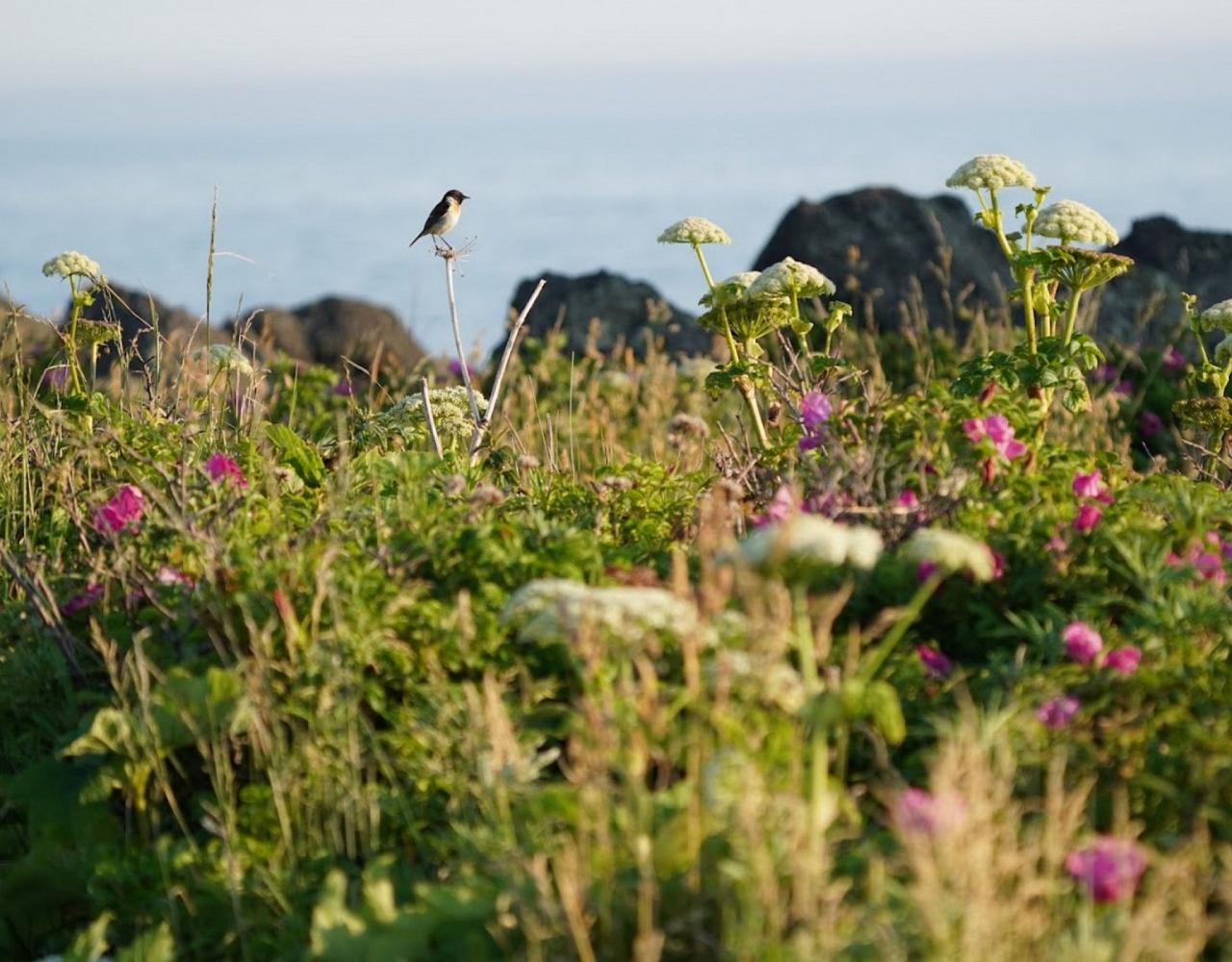 Birding Japan, Bird watching Japan, Hokkaido, Asian Birds, Naturalist Journeys, Wildlife Tour, Wildlife Photography, Ecotourism, Specialty Birds, Endemic Birds, Birding Hotspot