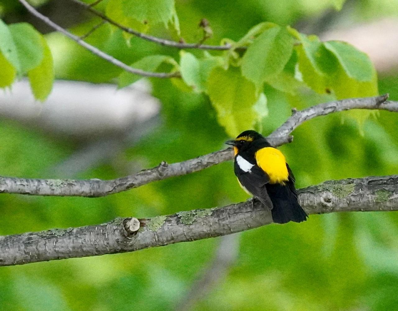 Birding Japan, Bird watching Japan, Hokkaido, Asian Birds, Naturalist Journeys, Wildlife Tour, Wildlife Photography, Ecotourism, Specialty Birds, Endemic Birds, Birding Hotspot