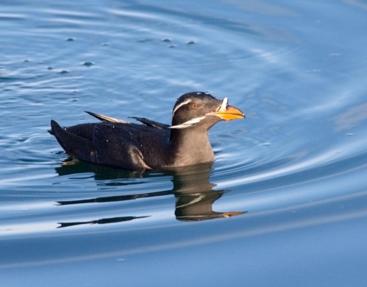 Birding Japan, Bird watching Japan, Hokkaido, Asian Birds, Naturalist Journeys, Wildlife Tour, Wildlife Photography, Ecotourism, Specialty Birds, Endemic Birds, Birding Hotspot