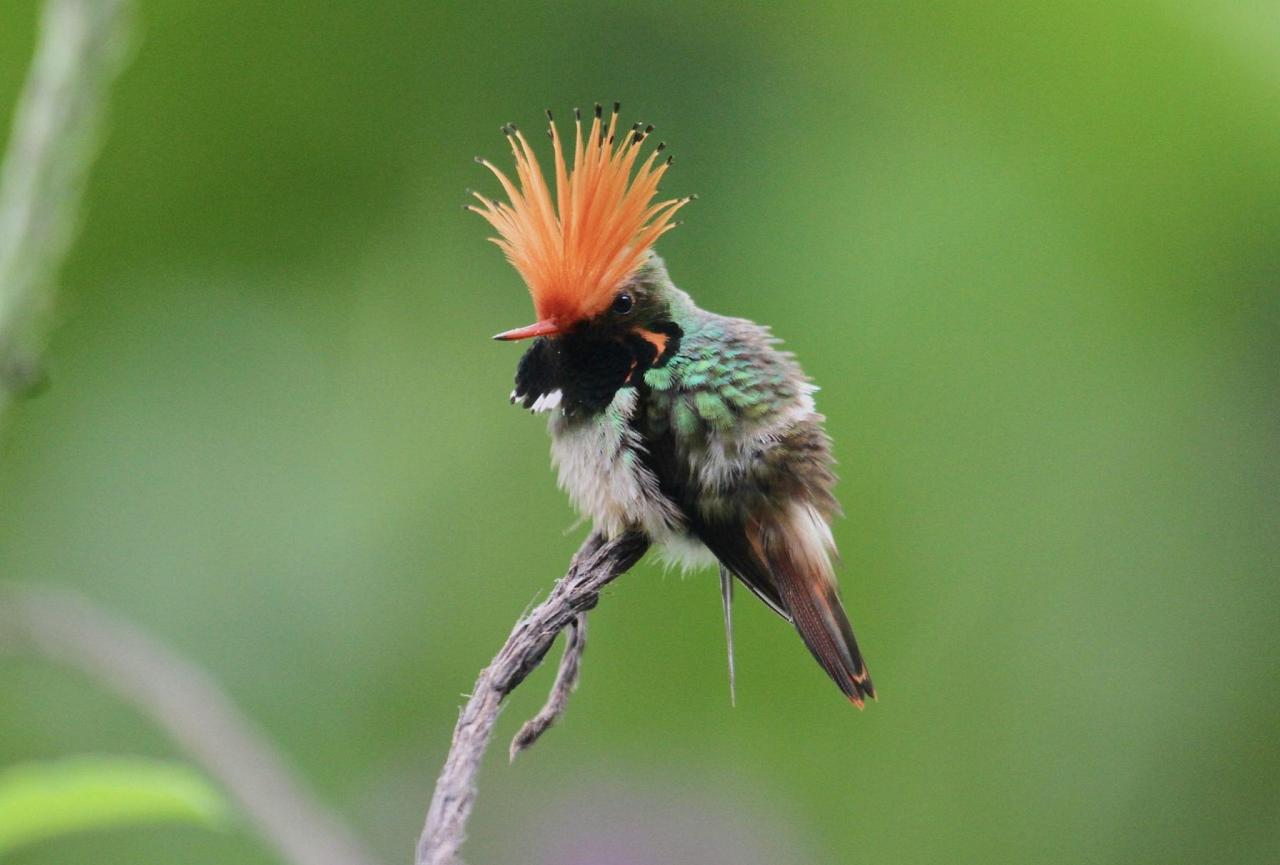 Rufous-crested Coquette, Peru, Peru Nature Tour, Peru Wildlife Tour, Peru Birding Tour, Manu National Park, Manu Birding Tour, Naturalist Journeys, Cusco National Park