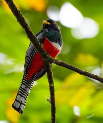 Collared Trogon, Birding Peru, Bird Watching Peru, Peru, South America, Naturalist Journeys, Wildlife Tour, Wildlife Photography, Ecotourism, Specialty Birds, Endemic Birds, Birding Hotspot, Machu Picchu