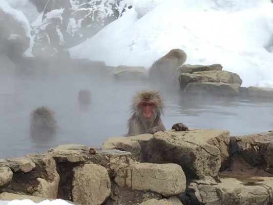 Snow Monkeys, Japan tour, Japanese nature tour, Japan birding, Japan Birding & nature, Naturalist Journeys