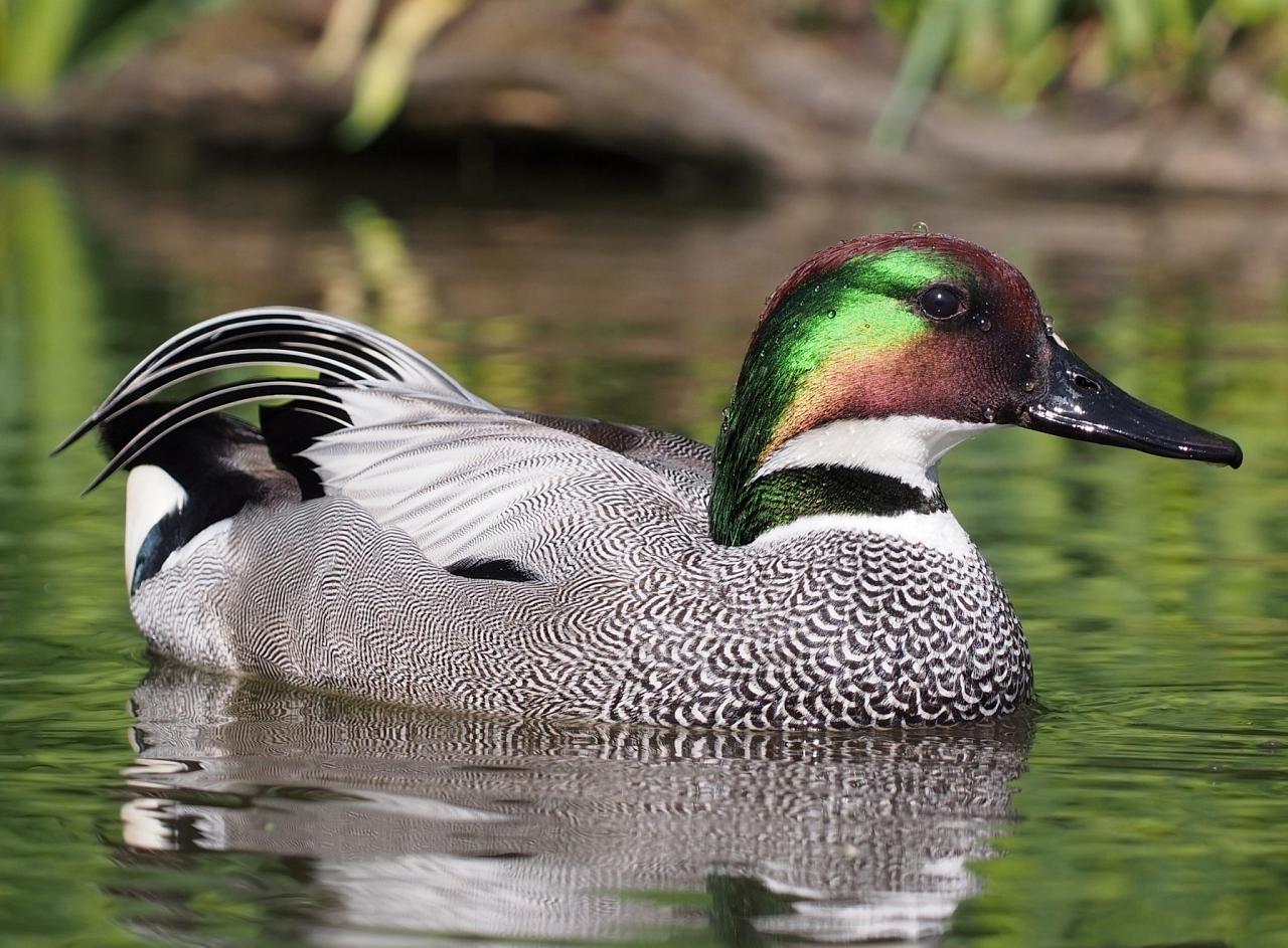 Falcated Duck by Francis C. Franklin via Creative Commons, Japan tour, Japanese nature tour, snow monkeys, Japan birding, Japan Birding & nature, Naturalist Journeys 