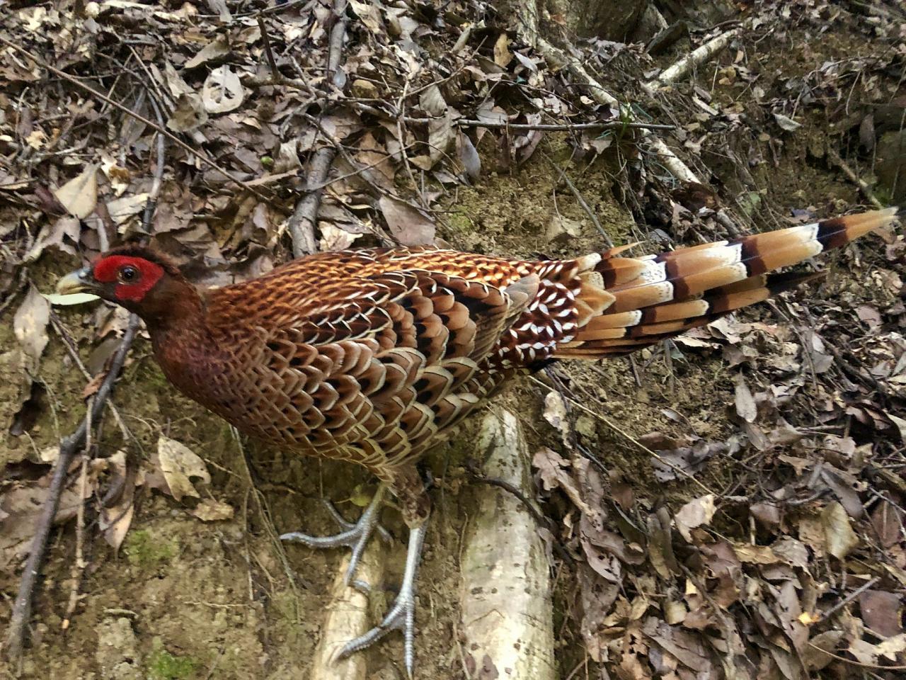 Copper Pheasant, Japan tour, Japanese nature tour, snow monkeys, Japan birding, Japan Birding & nature, Naturalist Journeys 