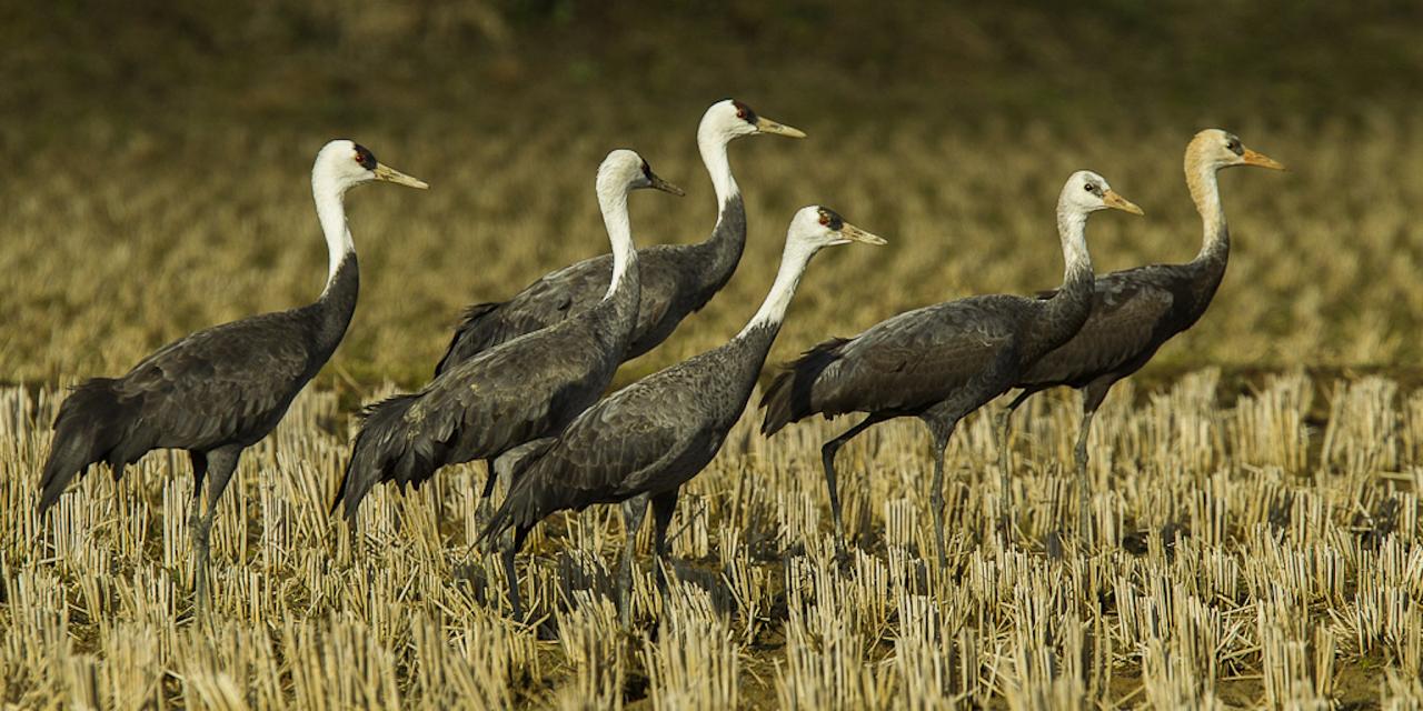 Hooded Cranes, Japan tour, Japanese nature tour, snow monkeys, Japan birding, Japan Birding & nature, Naturalist Journeys 