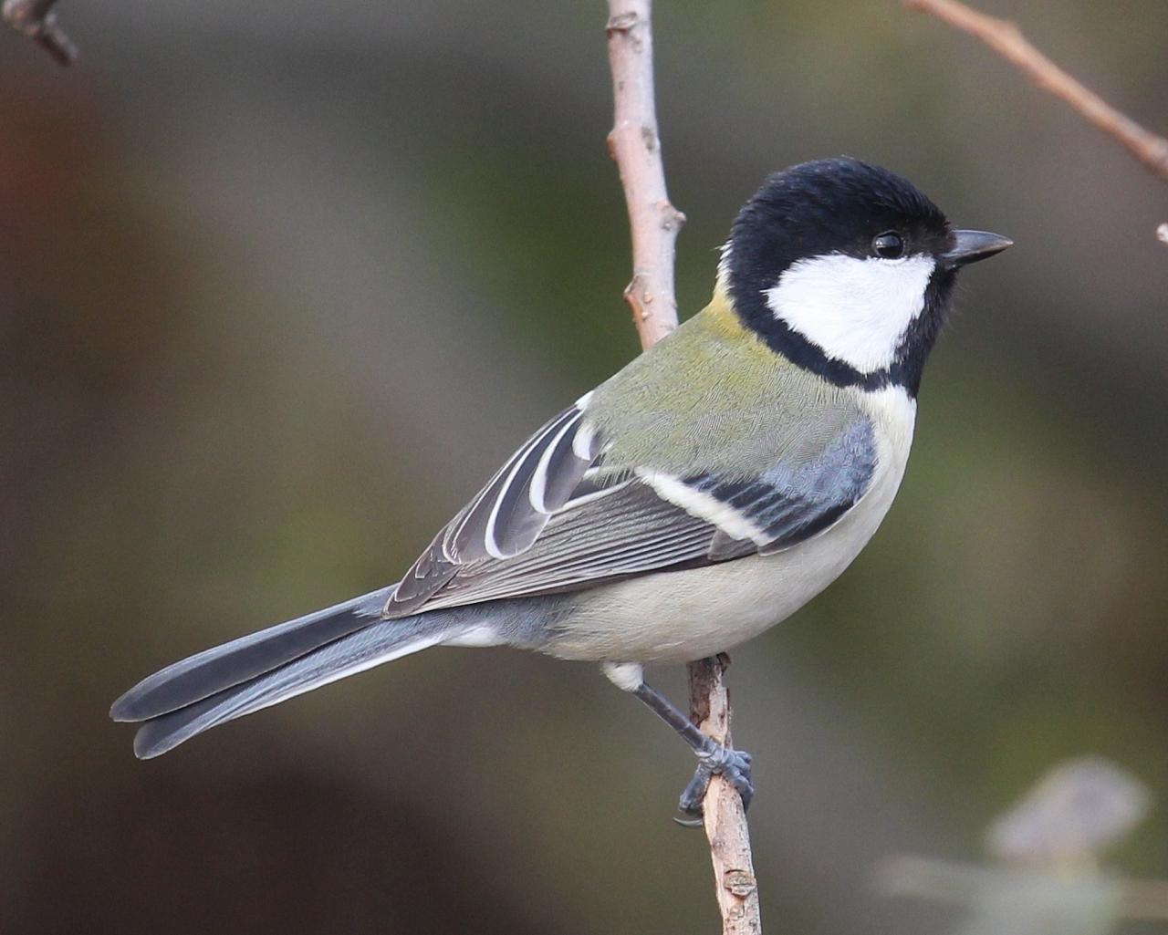 Japanese Tit by Alpsdake via WIkimedia Commons, Japanese nature tour, snow monkeys, Japan birding, Japan Birding & nature, Naturalist Journeys 