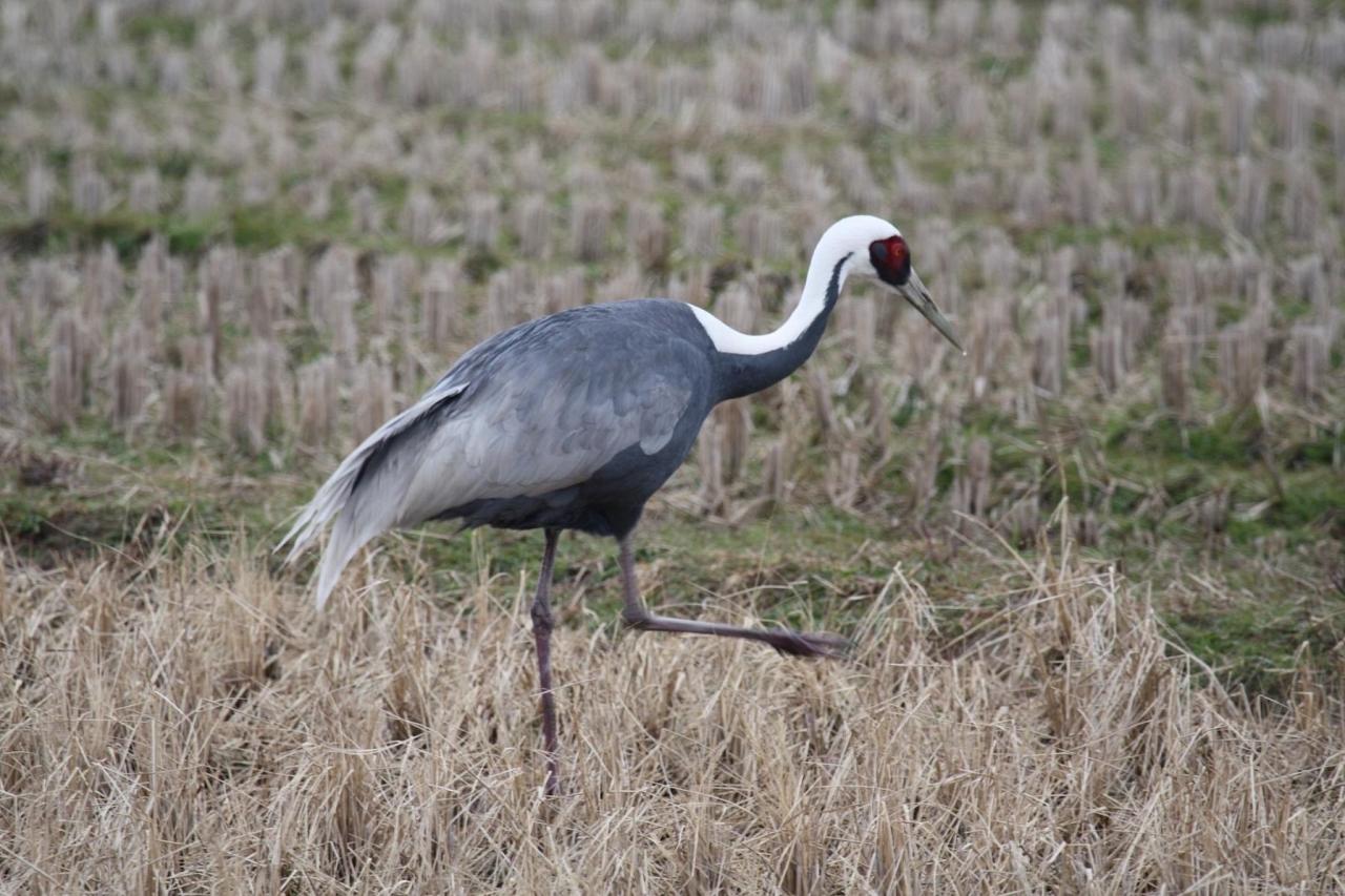 White-naped Crane, Japan tour, Japanese nature tour, snow monkeys, Japan birding, Japan Birding & nature, Naturalist Journeys 