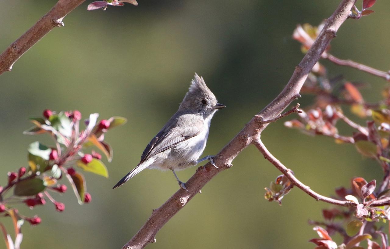 New Mexico Nature tour, New Mexico Wildlife Tour, New Mexico Birding Tour, Naturalist Journeys