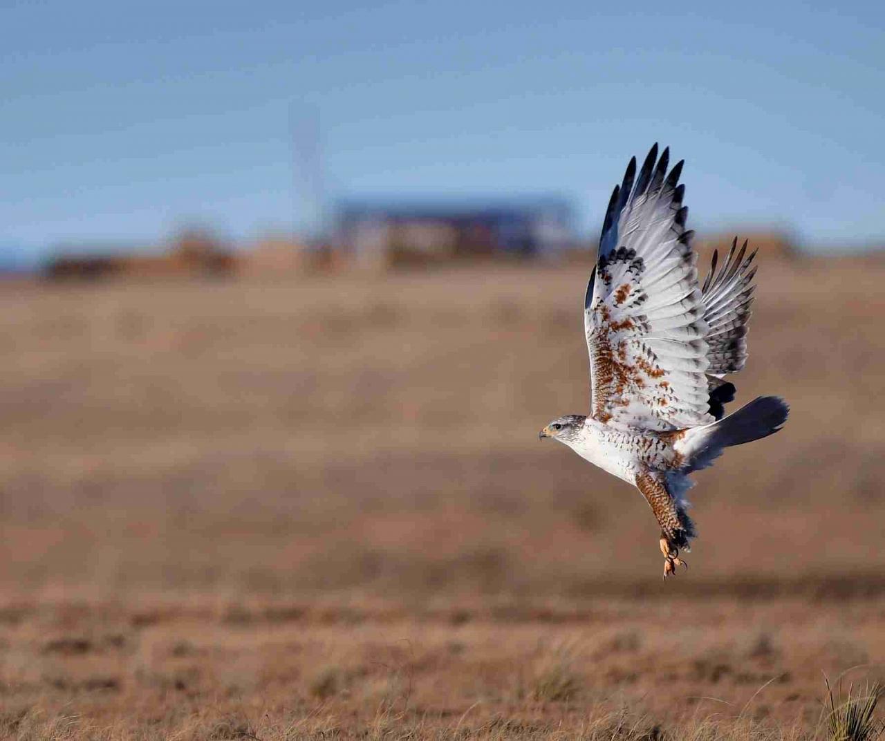 New Mexico, New Mexico Wildlife, Wildlife Tour, Photography, Birdwatching, Santa Fe, Albuquerque, Taos, Bosque del Apache, Pueblos, Culture & Crafts