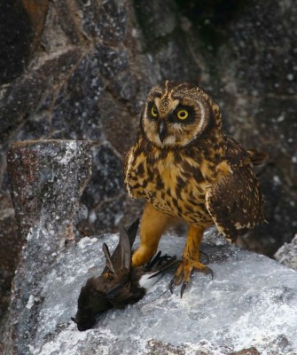 Short-eared Owl, Birding Galapagos, Bird watching Galapagos, Galápagos Islands, South American Birds, Naturalist Journeys, Wildlife Tour, Wildlife Photography, Ecotourism, Specialty Birds, Endemic Birds, Birding Hotspot, Cruise