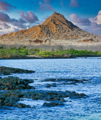 Birding Galapagos, Bird watching Galapagos, Galápagos Islands, South American Birds, Naturalist Journeys, Wildlife Tour, Wildlife Photography, Ecotourism, Specialty Birds, Endemic Birds, Birding Hotspot, Cruise