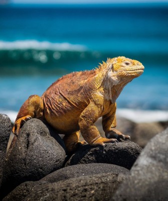 Land Iguana, Birding Galapagos, Bird watching Galapagos, Galápagos Islands, South American Birds, Naturalist Journeys, Wildlife Tour, Wildlife Photography, Ecotourism, Specialty Birds, Endemic Birds, Birding Hotspot, Cruise