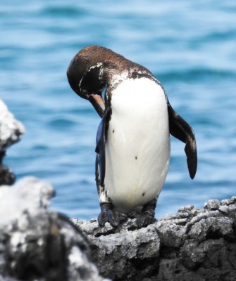 Galapagos Penguin, Birding Galapagos, Bird watching Galapagos, Galápagos Islands, South American Birds, Naturalist Journeys, Wildlife Tour, Wildlife Photography, Ecotourism, Specialty Birds, Endemic Birds, Birding Hotspot, Cruise