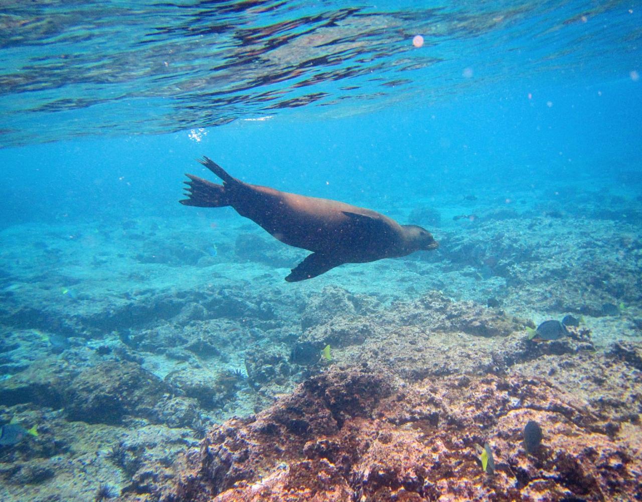 Birding Galapagos, Bird watching Galapagos, Galápagos Islands, South American Birds, Naturalist Journeys, Wildlife Tour, Wildlife Photography, Ecotourism, Specialty Birds, Endemic Birds, Birding Hotspot, Cruise