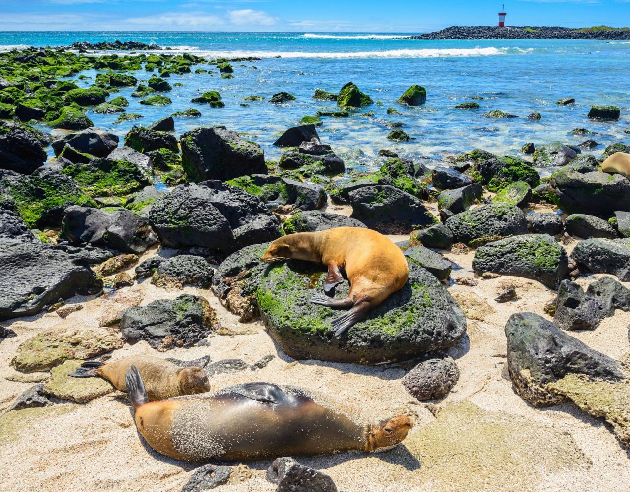 Birding Galapagos, Bird watching Galapagos, Galápagos Islands, South American Birds, Naturalist Journeys, Wildlife Tour, Wildlife Photography, Ecotourism, Specialty Birds, Endemic Birds, Birding Hotspot, Cruise